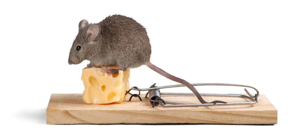 Kun je muizen vangen met kaas? Probeer pindakaas