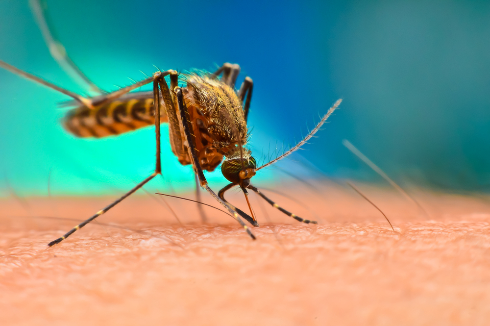 Wat doen muggen overdag? En waarom ’s nachts actief?