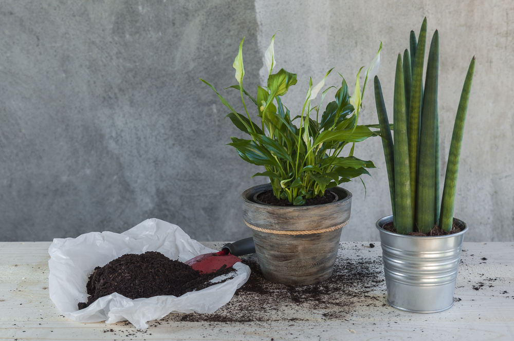 Deze kamerplanten zuiveren de lucht in je huis