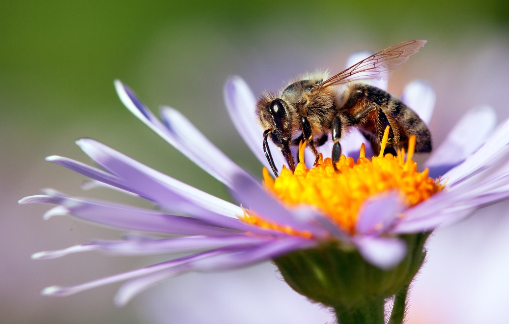 Wat doen bijen in de winter?
