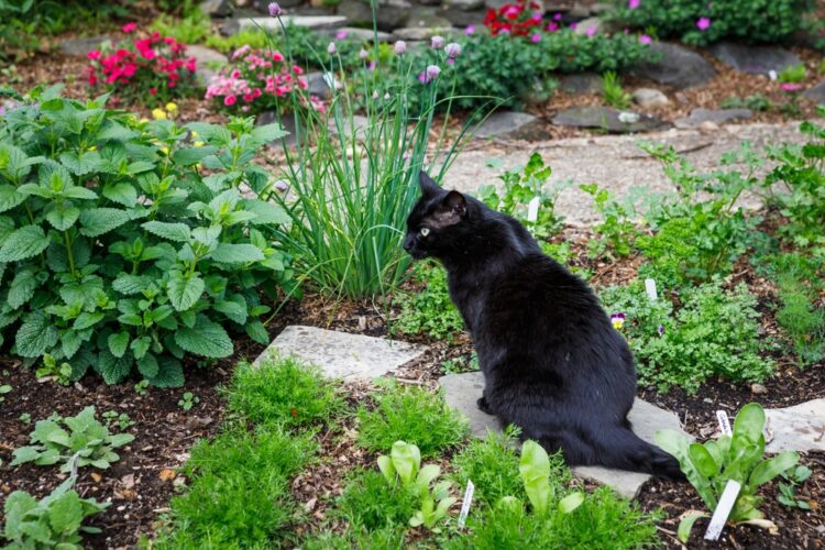 Katten op een diervriendelijke manier uit de tuin verjagen